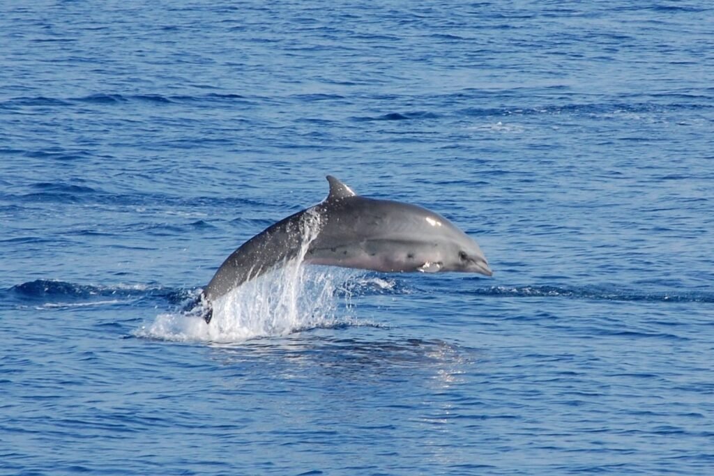 Fraser’s Dolphins in Maldives