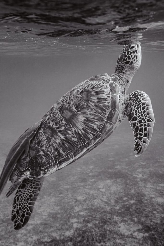 The Best Seasons for Turtle Watching in Maldives