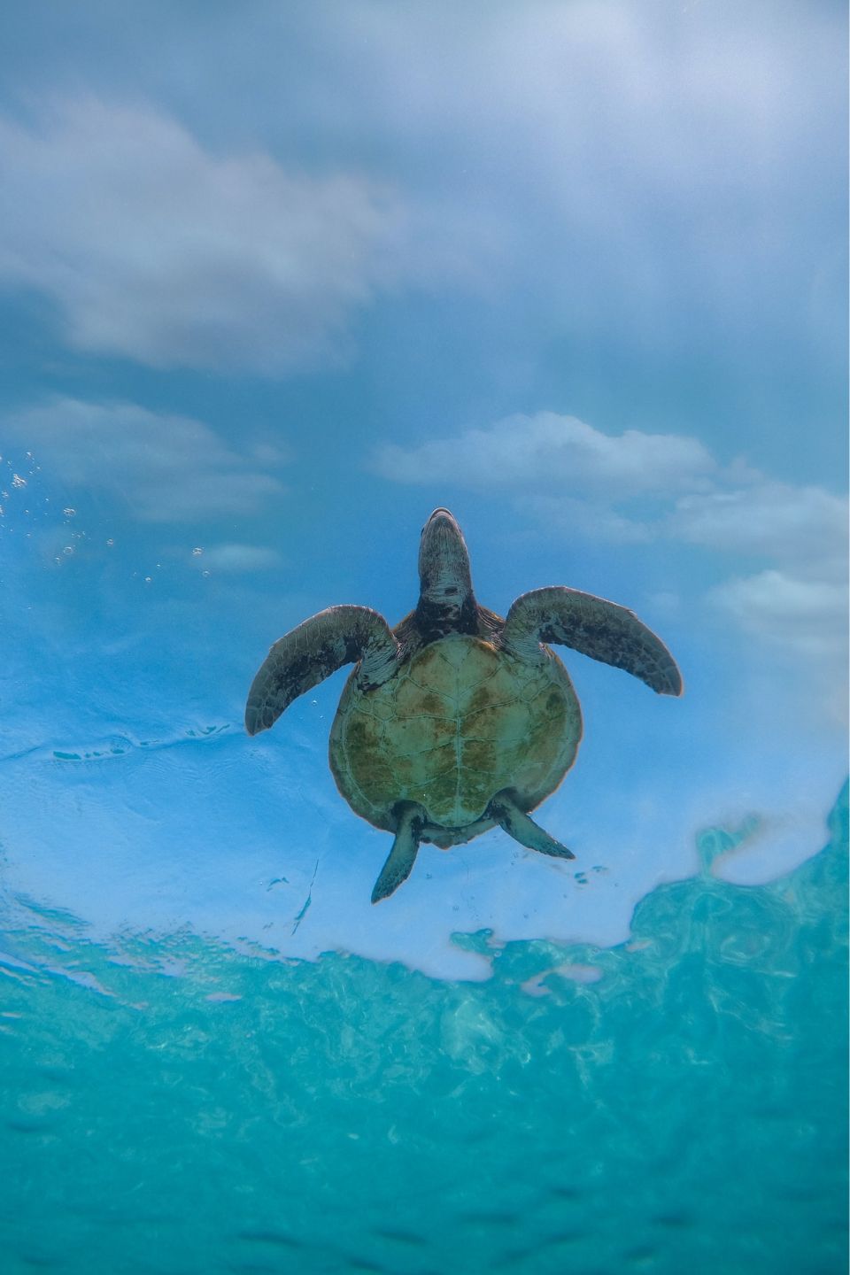 Turtles in Maldives - Season, Types & Swimming - Samudra Maldives