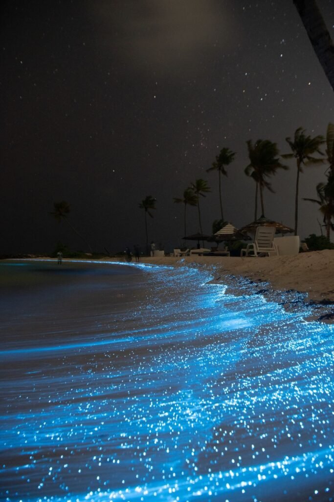 What Time Does Bioluminescence Occur in the Maldives?